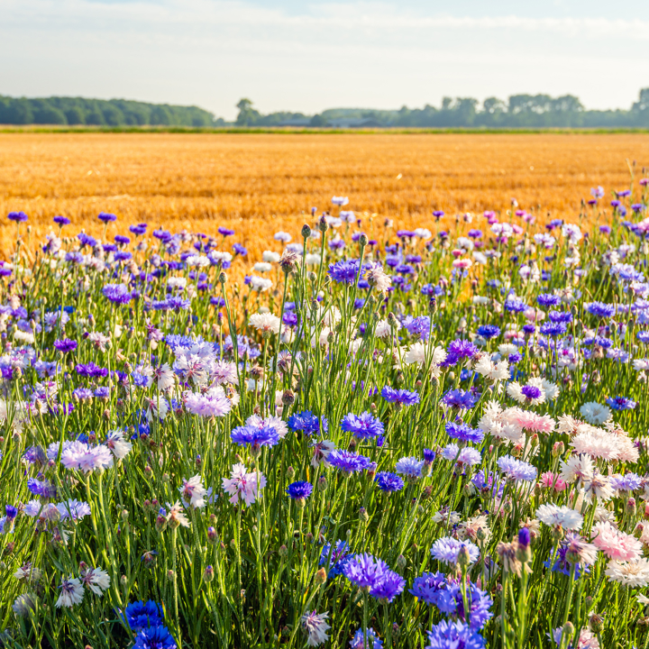 Biodiversiteit